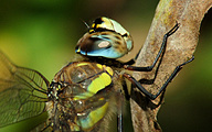 Migrant Hawker (Male, Aeshna mixta)